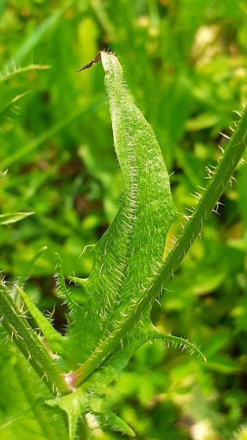 Radicchiella setolosa 19