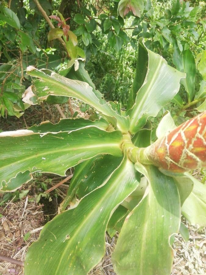Costus 10