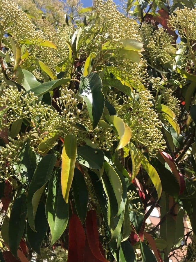 Photinia serrata 28