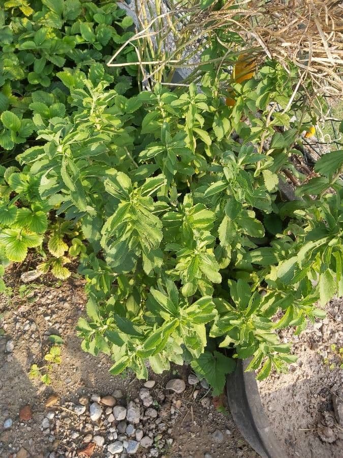 Stevia 23