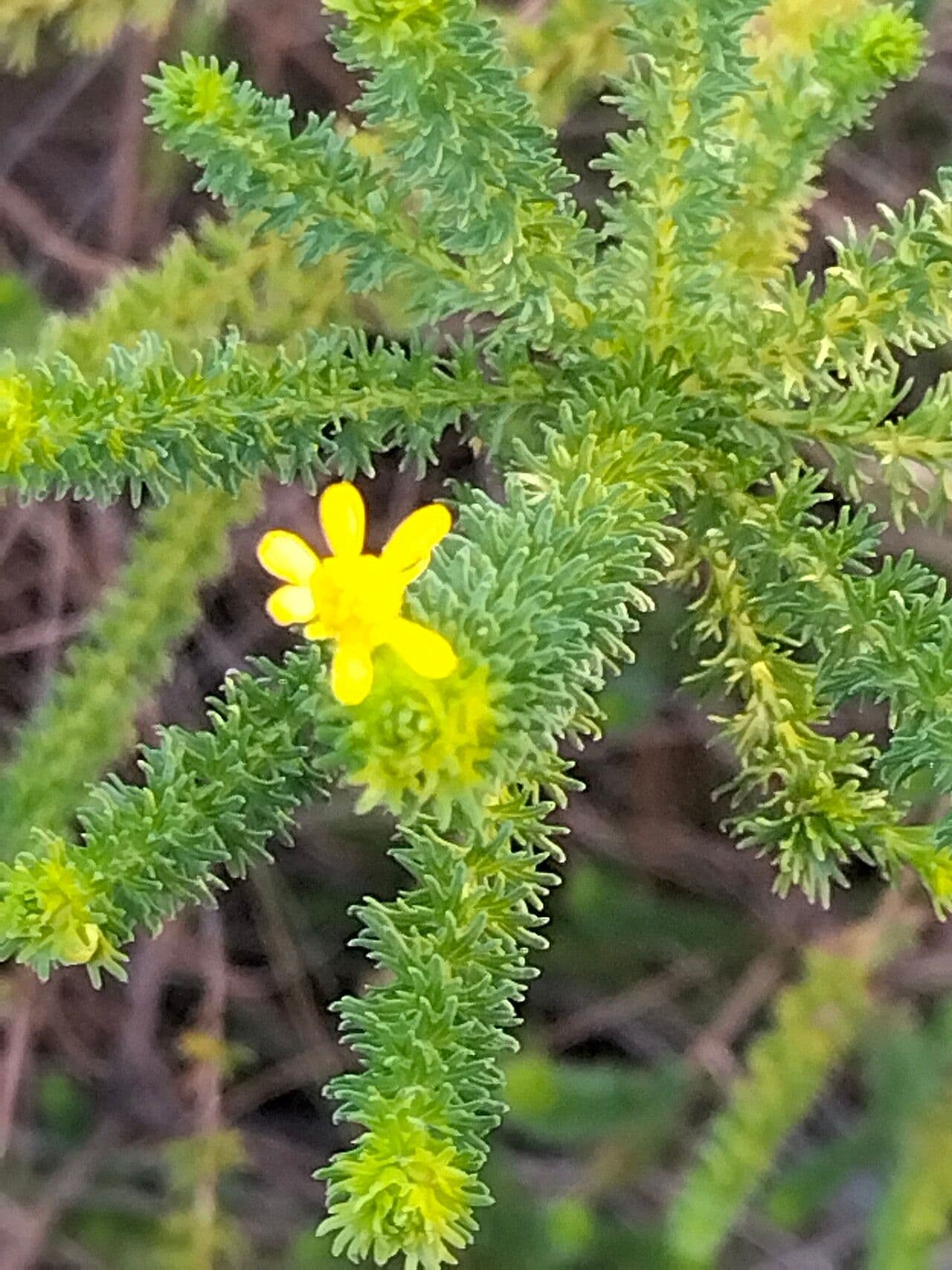 Euryops 10