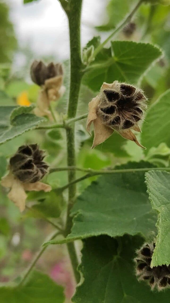 Abutilon