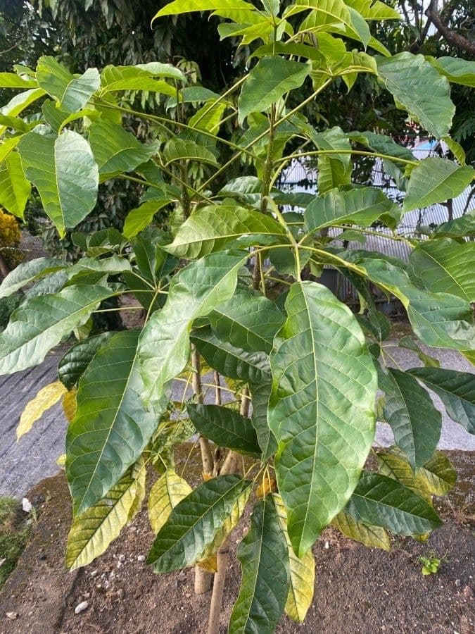 Tabebuia 18