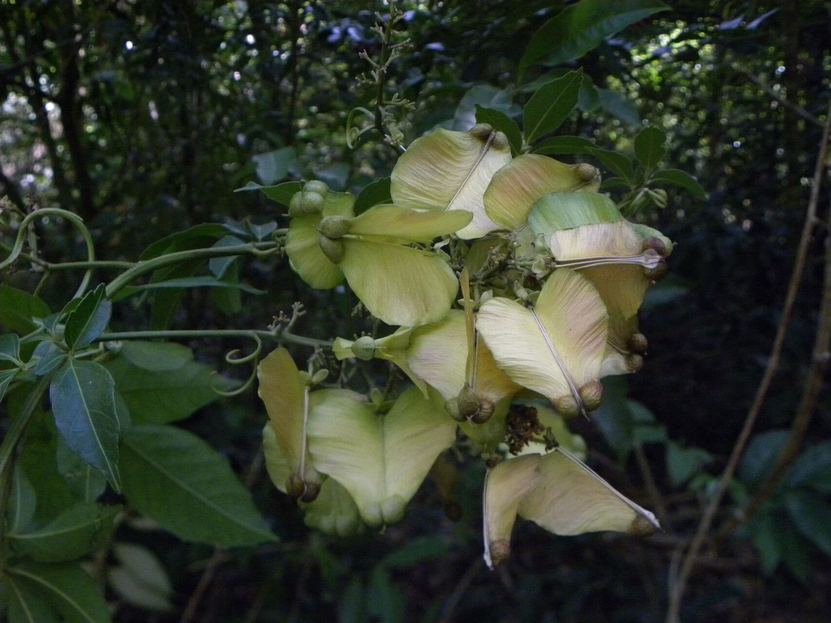 Serjania 2