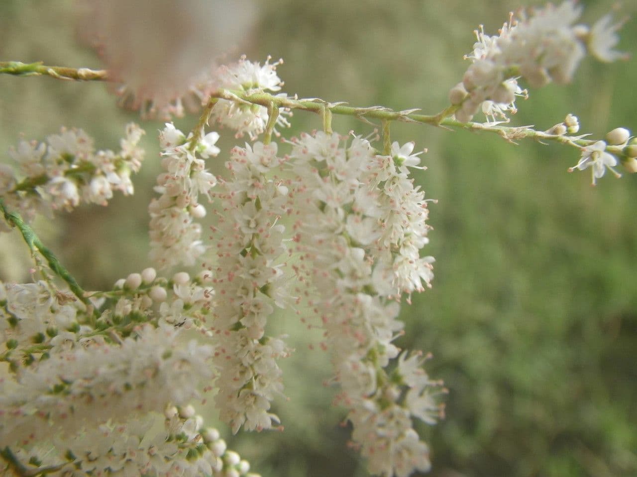 Tamariz 4