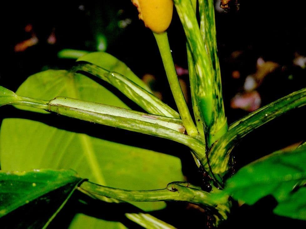 Dieffenbachia 6