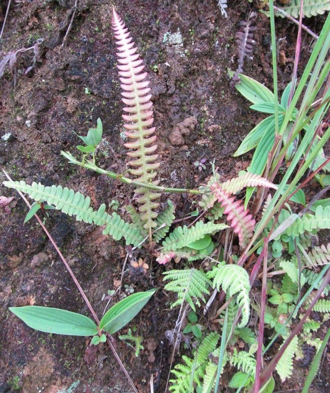 Blechnum polypodioides 8