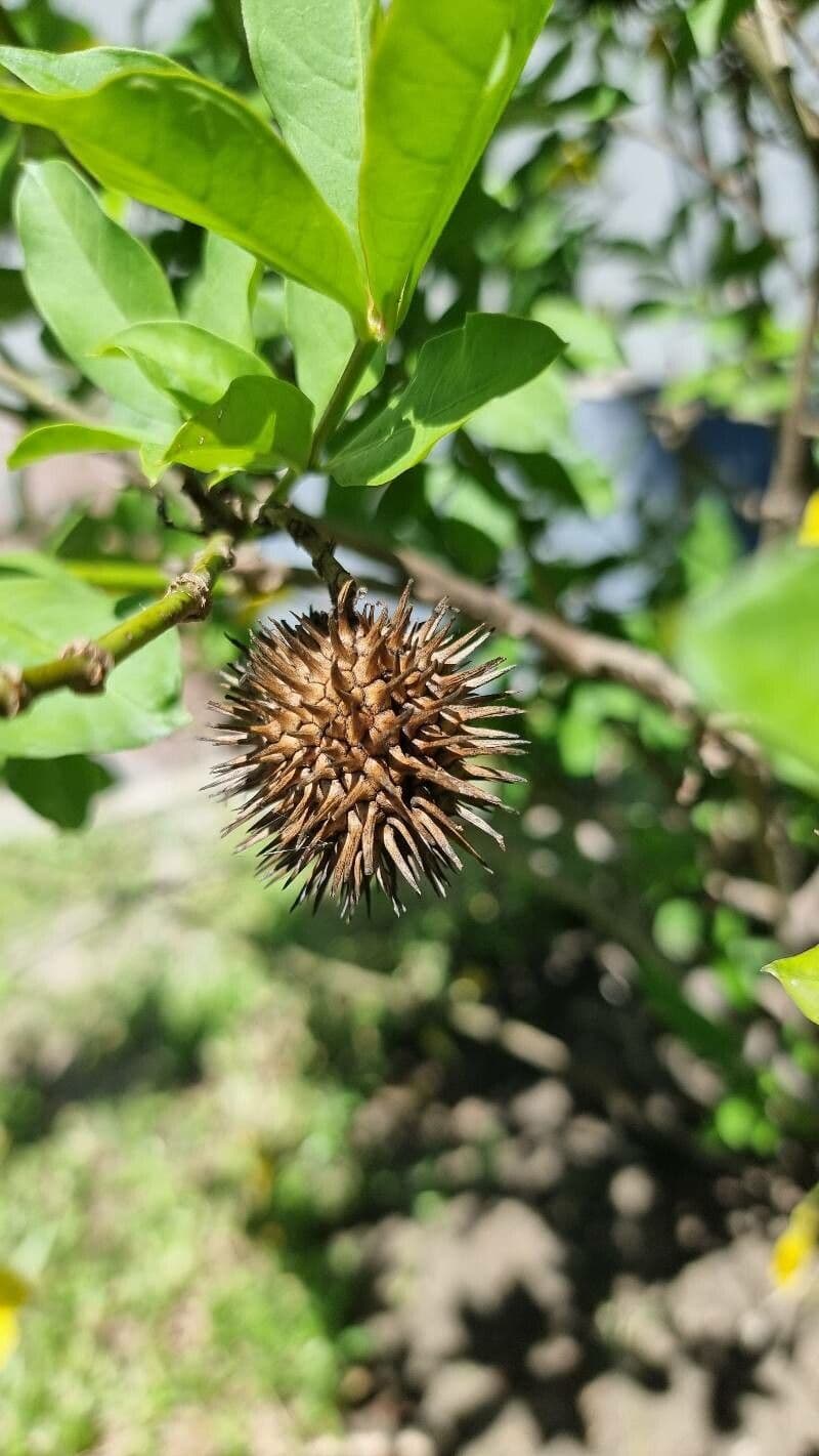 Busch-Allamanda 3