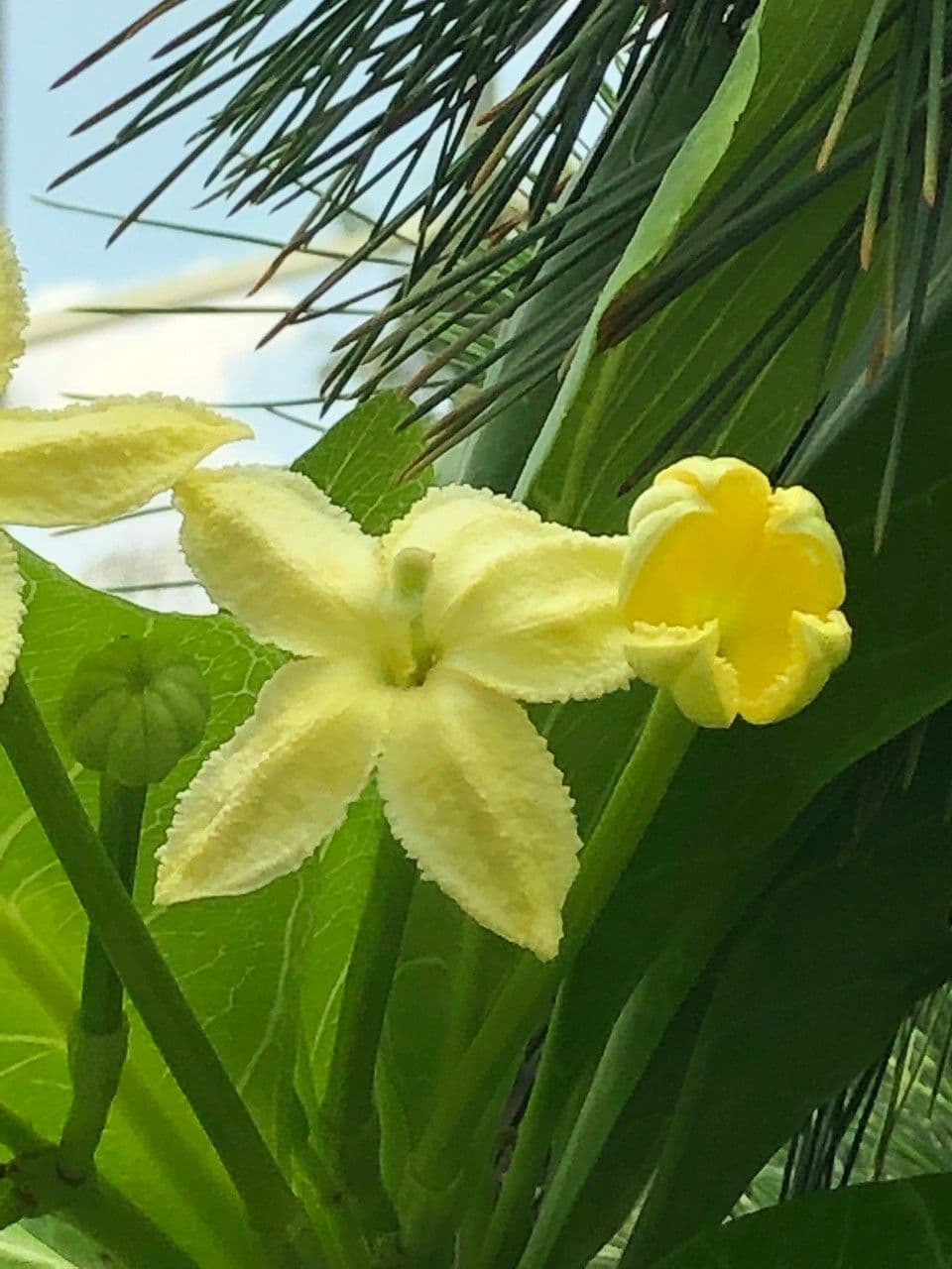 ʻŌlulu 4