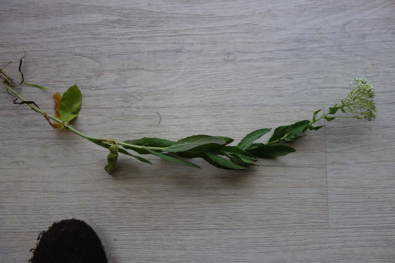 Draba 21