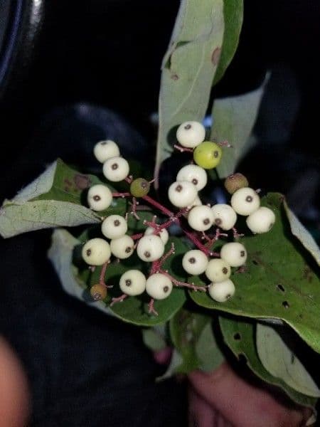 Svída výběžkatá 5