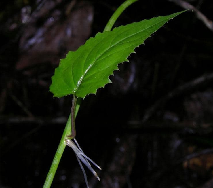 Pseudogynoxys 20