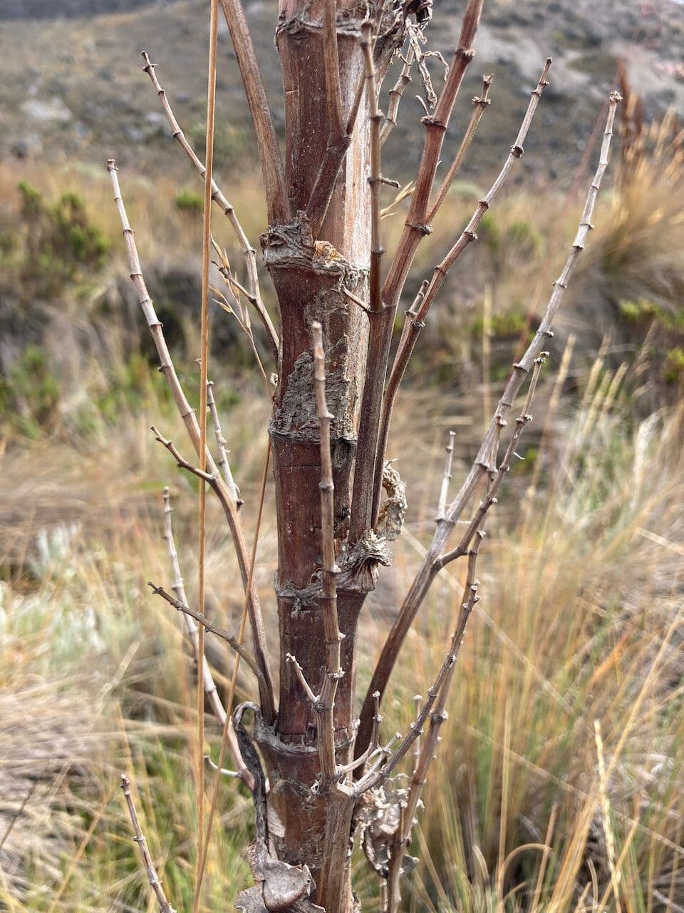 Rumex 14