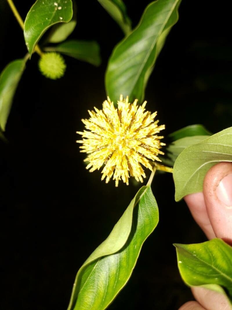 Mitragyna