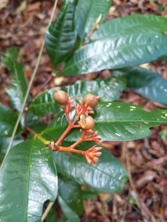 Hamelia 3