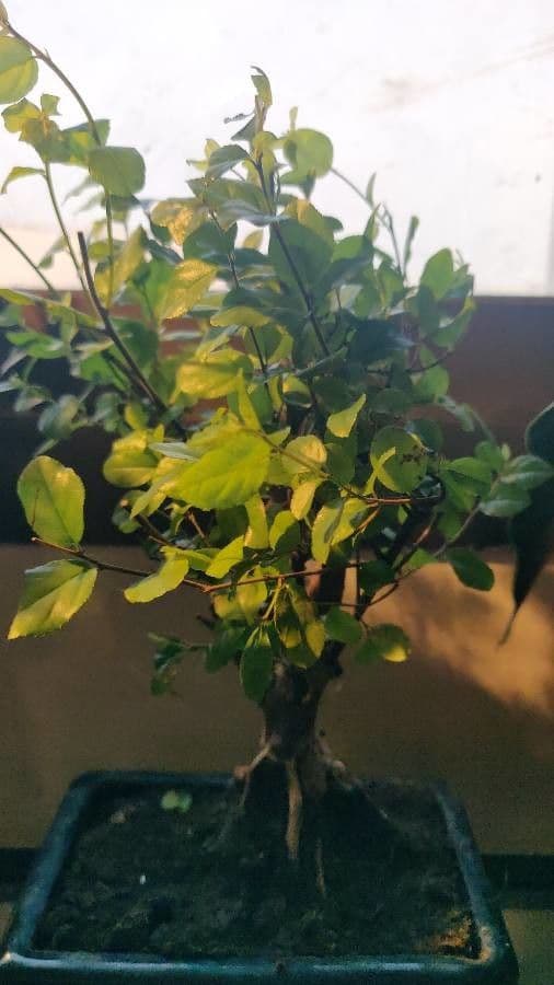 Sageretia 2