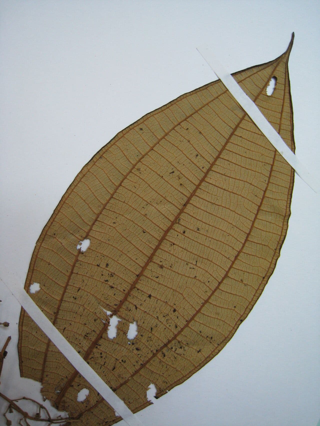 Miconia dal dorso bianco 2