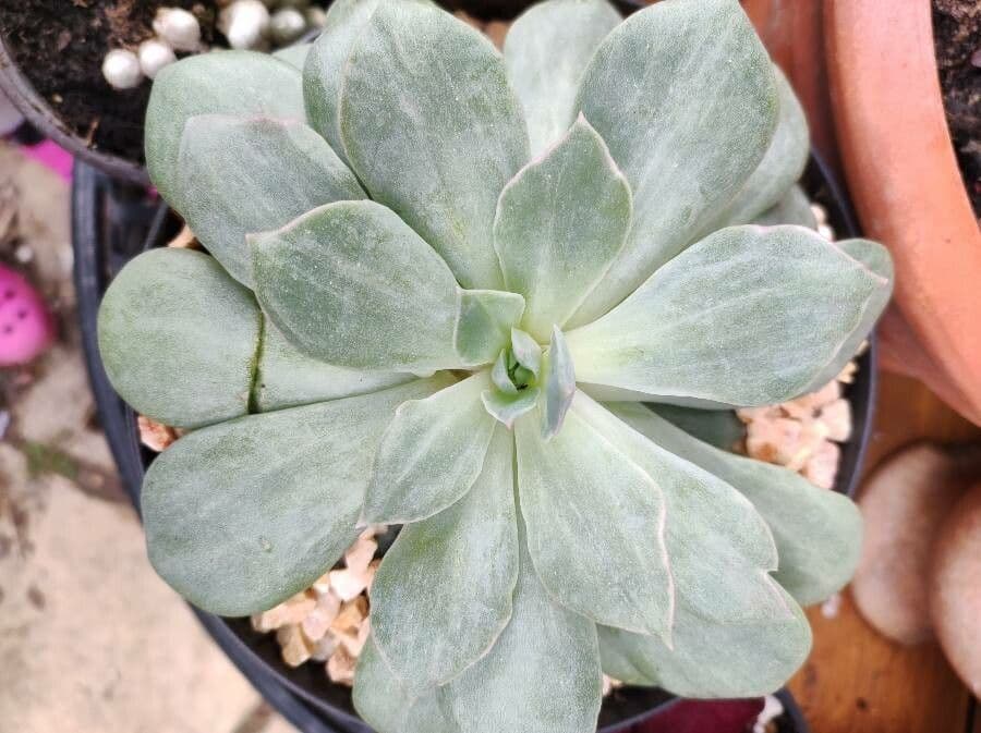 Echeveria 15