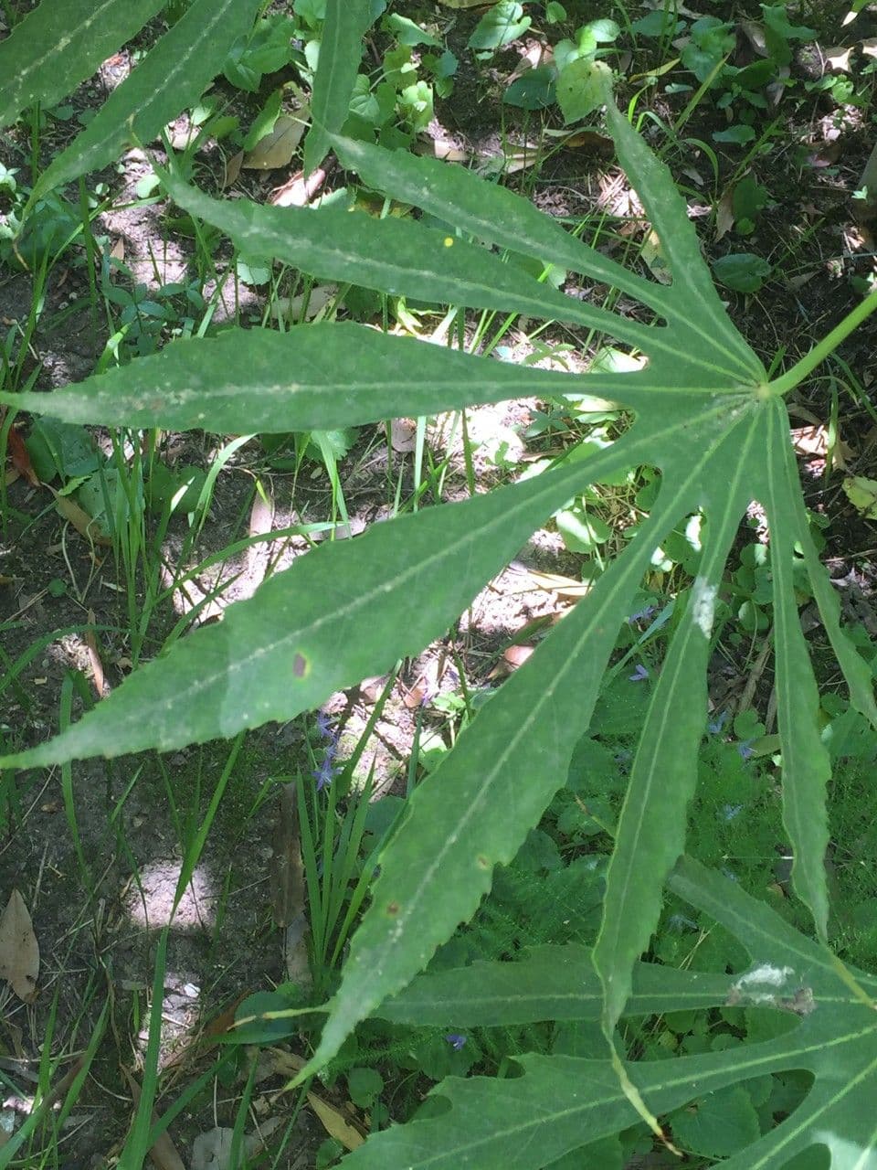 Fatsia 6