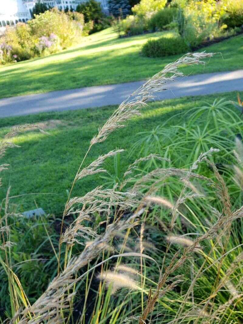 Sorghastrum nutans 4