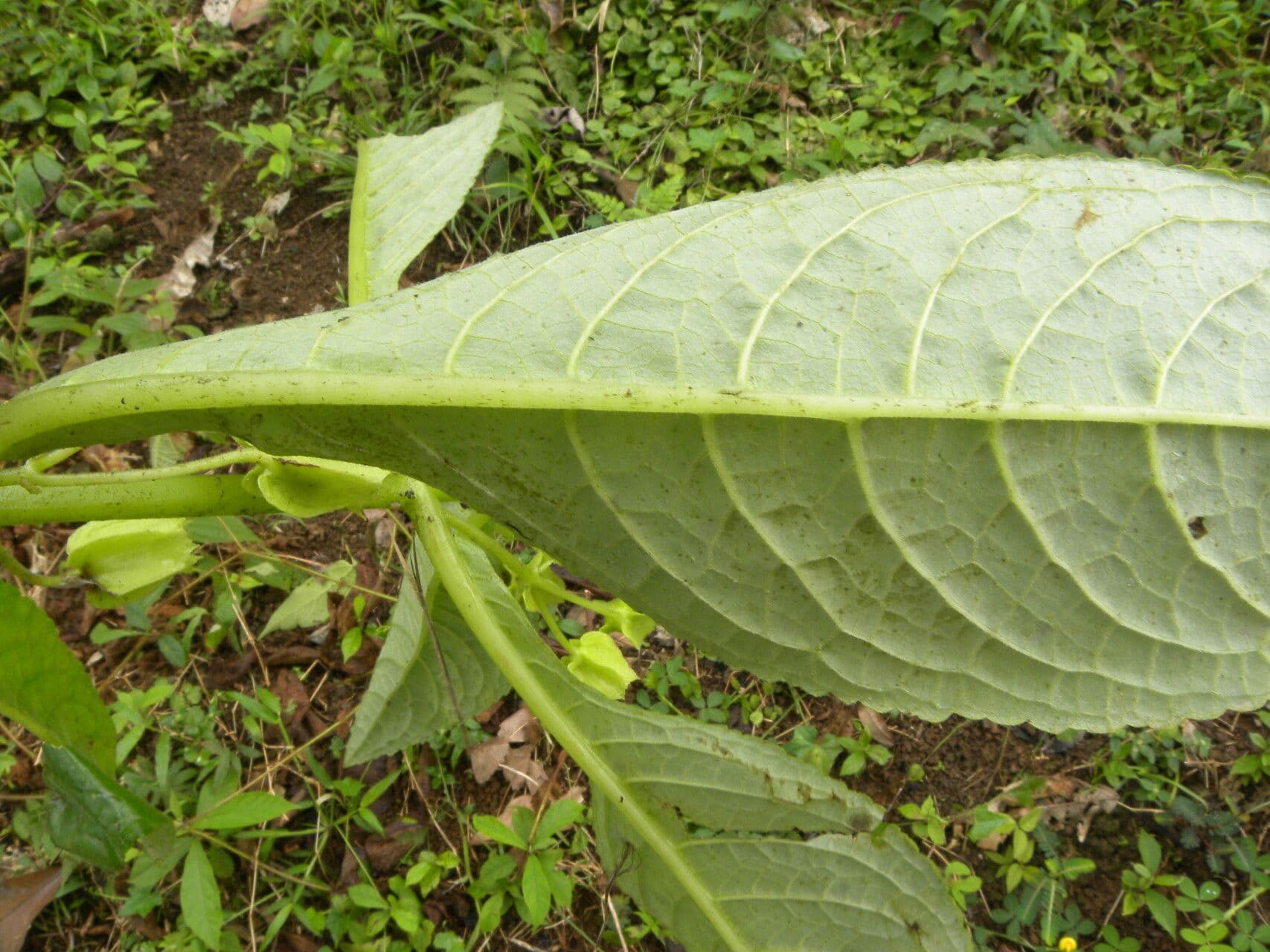 Chrysothemis 6