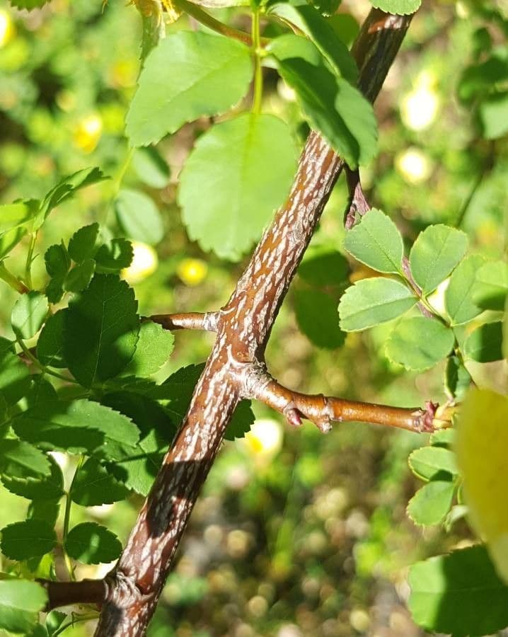 Rosa gialla 21
