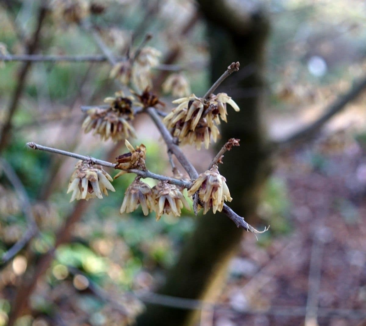Winterblüte 29
