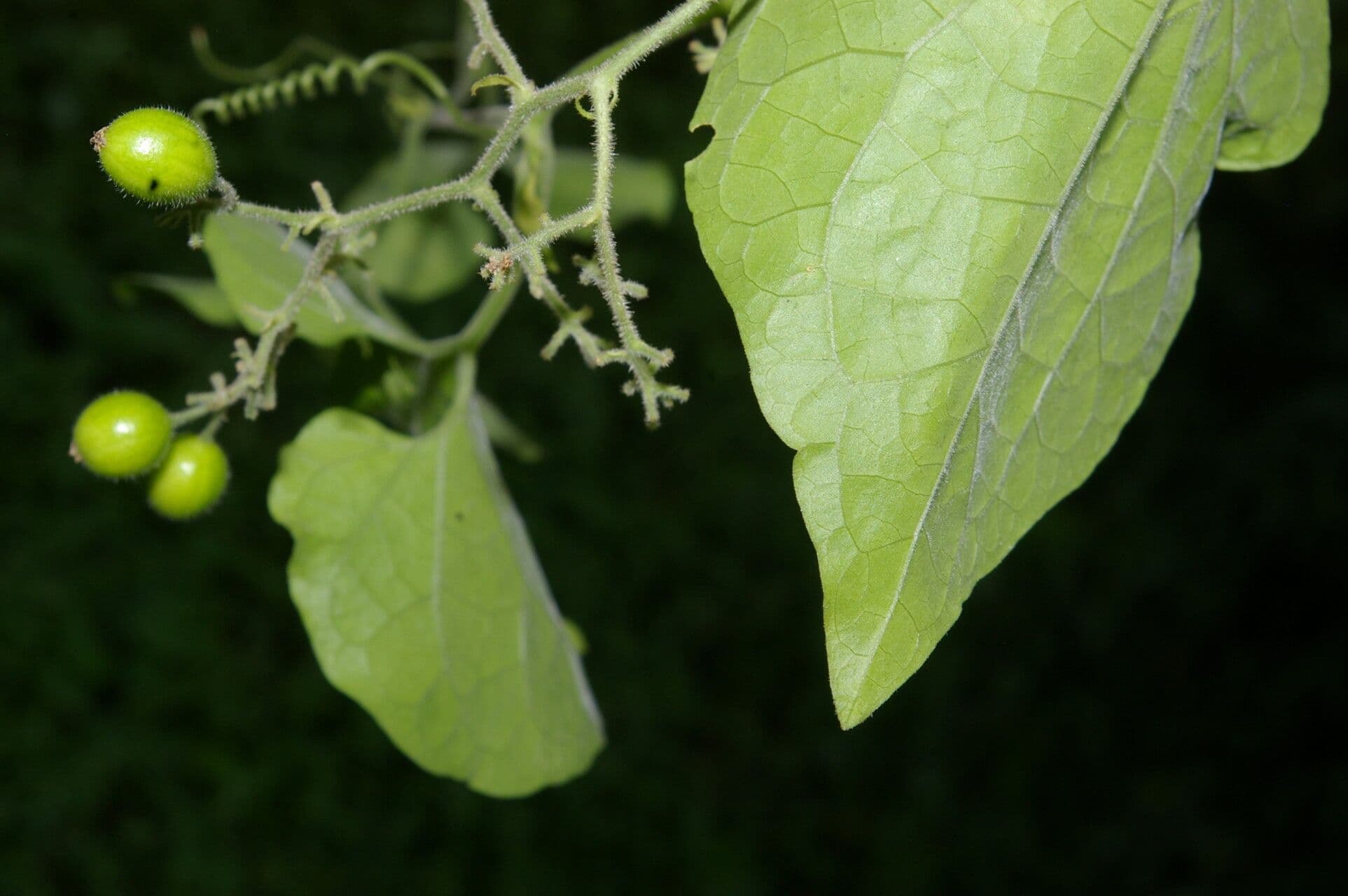 Sicydium 12