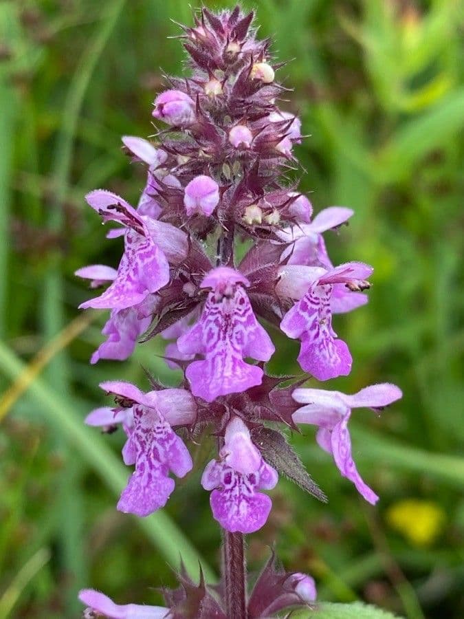 Betonica palustre 7