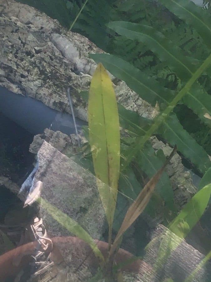 Oncidium