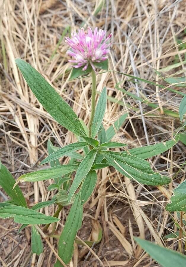Gomphrena 4