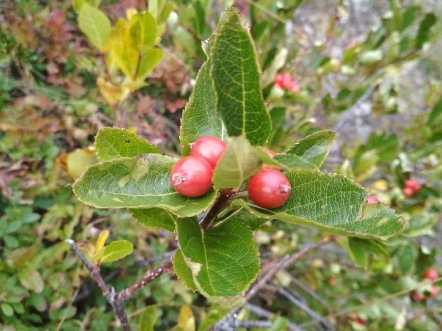 Cotonéaster alpin