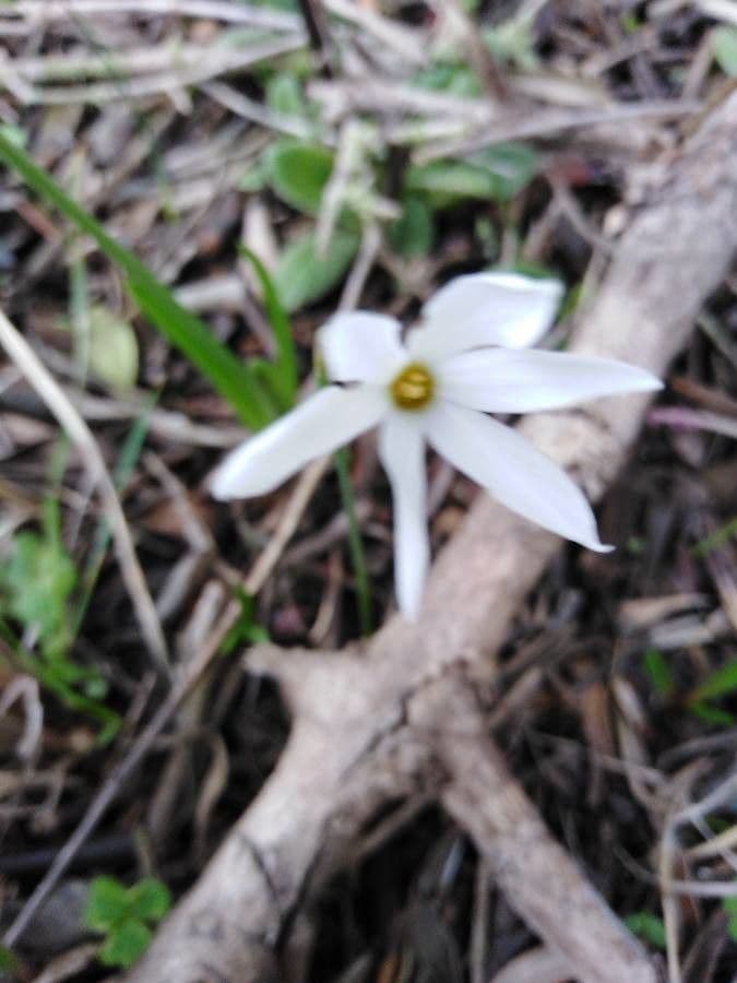 Narcisse d'automne 14