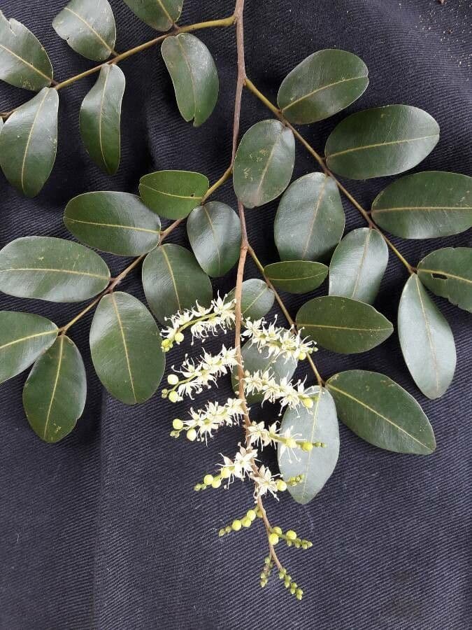 Copaiba de Langsdorff 4