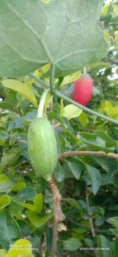 Melón escarlata 20