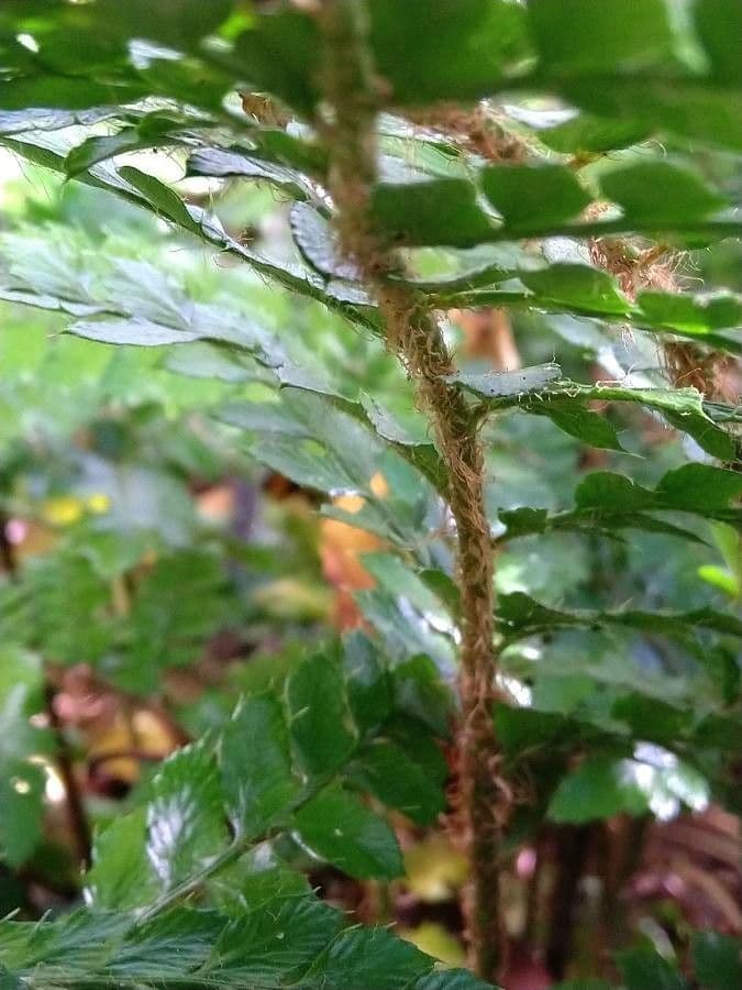 Polystichum polyblepharum 19