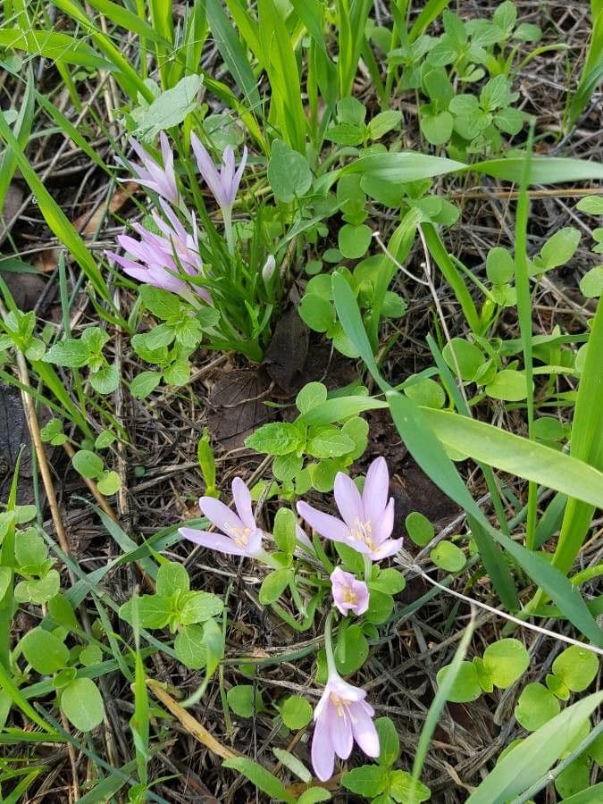 Colchicum 6