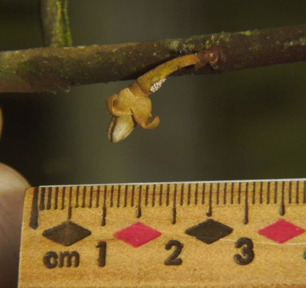Dickblättrige Anaxagorea 12