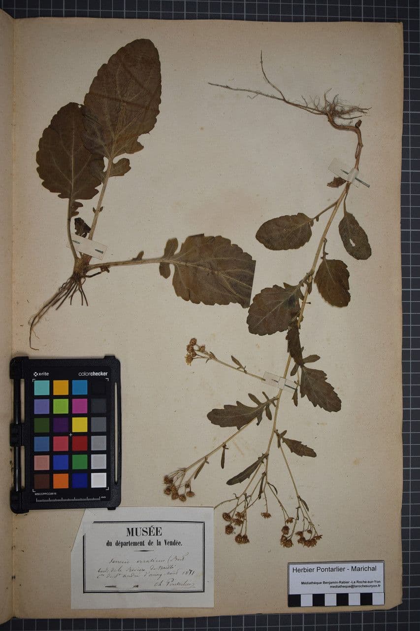 Senecione erratico 24