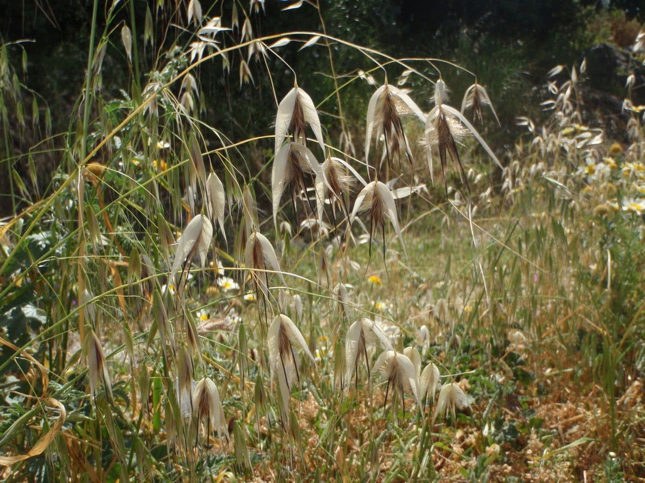 Avena maggiore 12