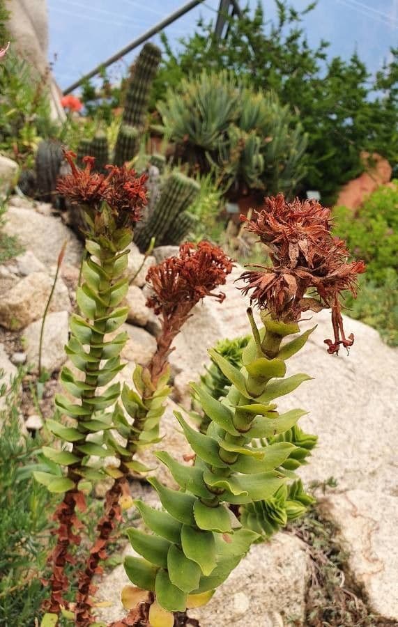 Rhodiola integrifolia 16