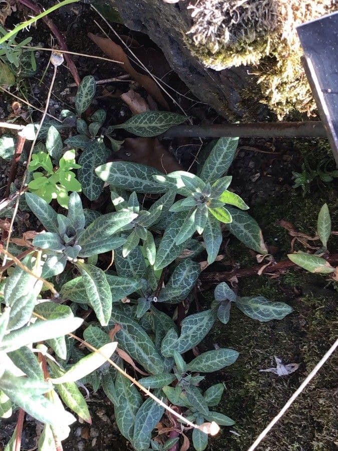 Lisimachia