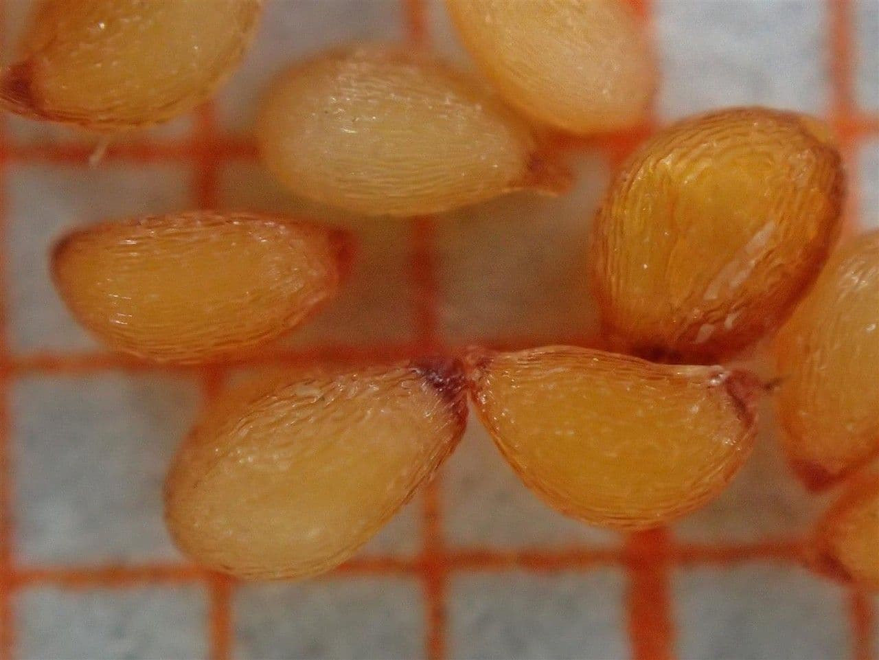 Borówka brusznica 28