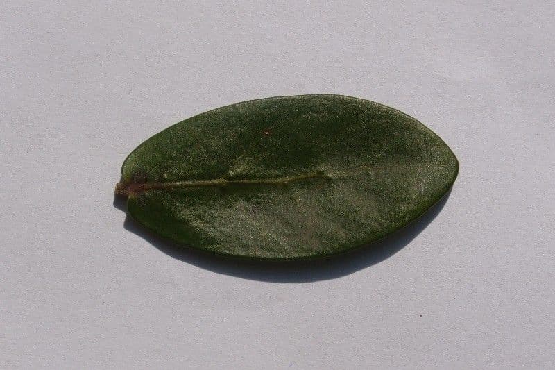 Pyrostria 24