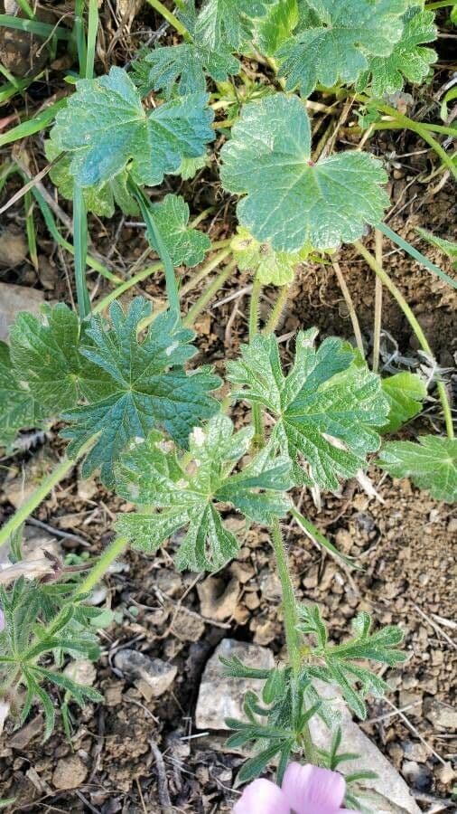 Sidalcea 7