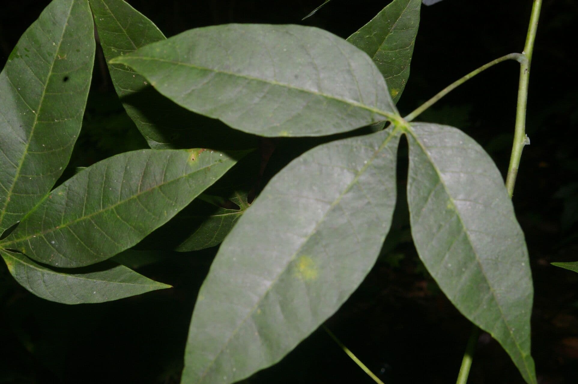 Manihot brachyloba 16