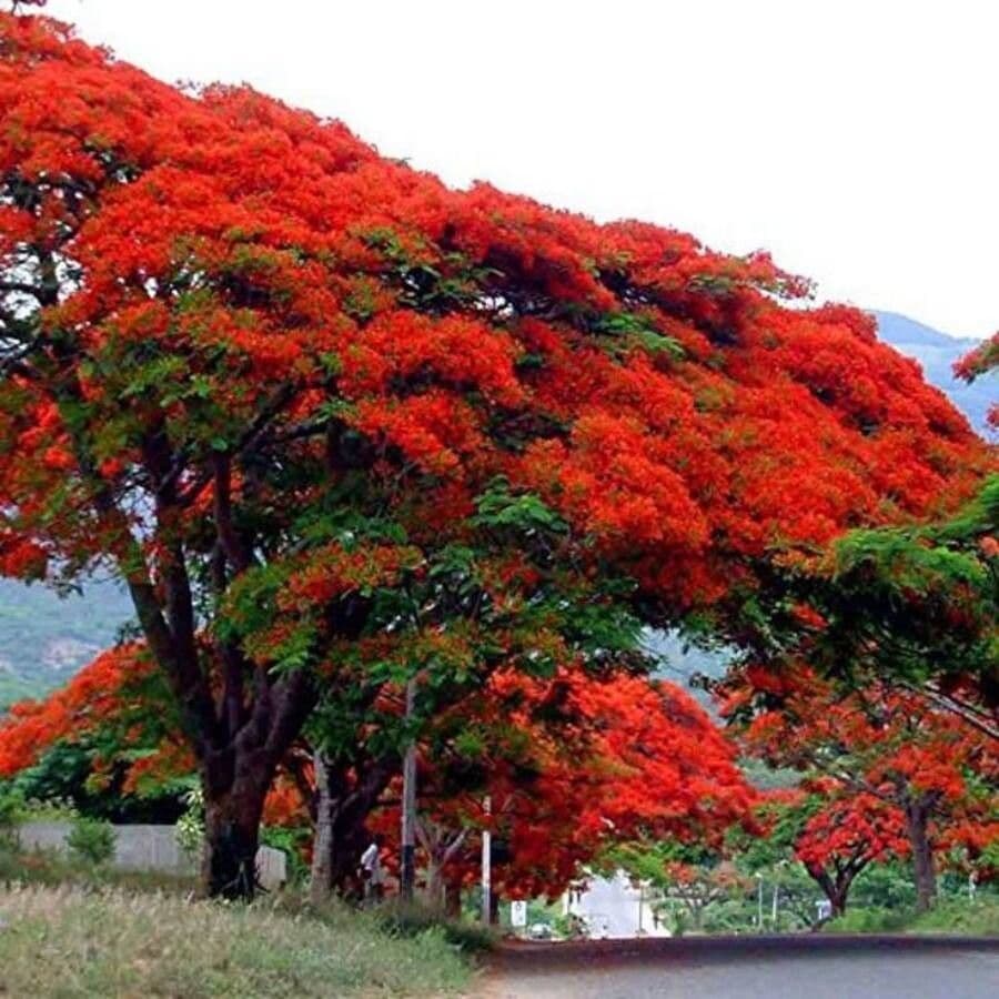 Flamboyant 14