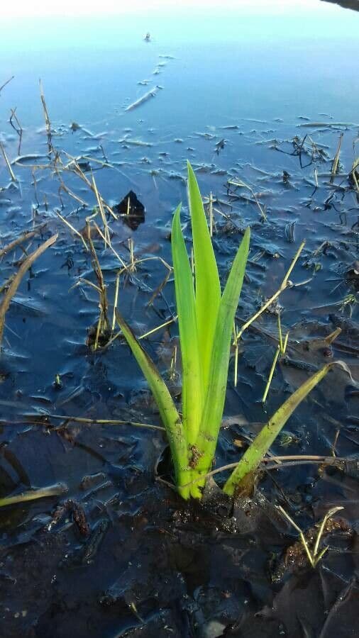 Sumpf-Schwertlilie 20