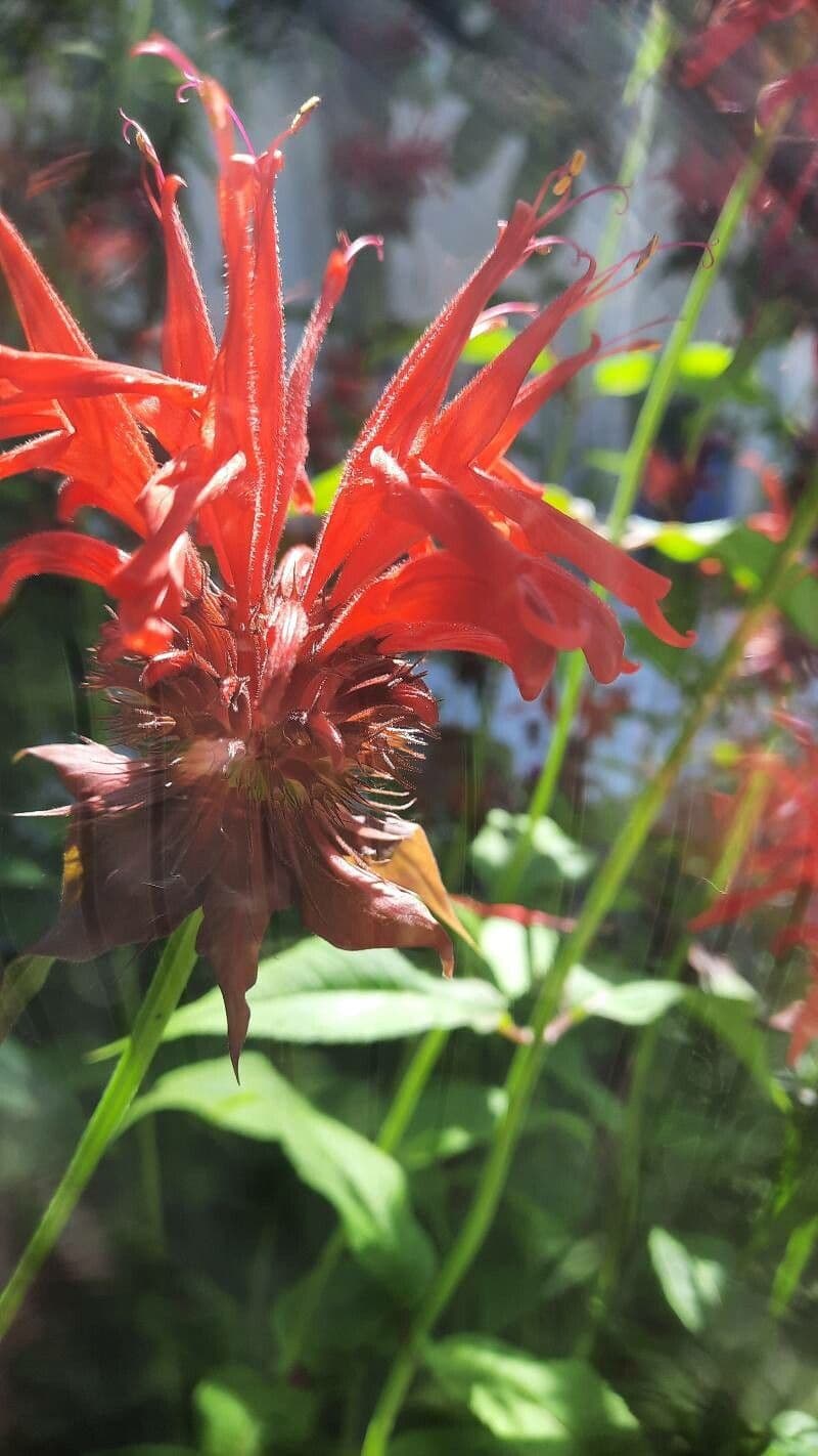 Monarda didyma 26