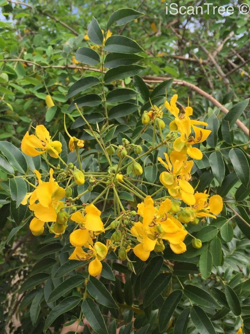 Kurzfrüchtige Cassia 7